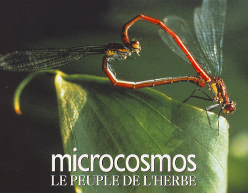 Fête de la Nature / Projection du documentaire « Microcosmos, le Peuple de l’Herbe »